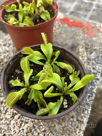 Piante e semi di carnivore (dionea)