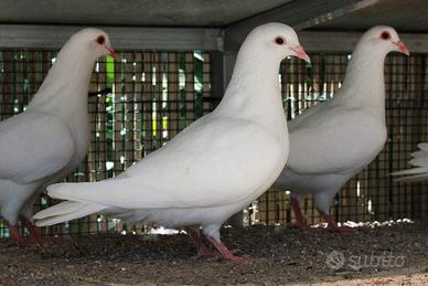 Coombi biachi viaggiatori