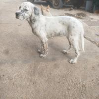 Setter 4 mesi tel 3382707503