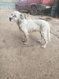 Setter 4 mesi tel 3382707503