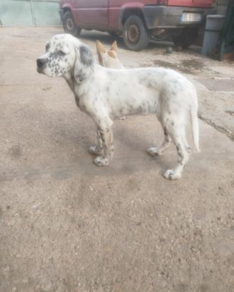 Setter 4 mesi tel 3382707503