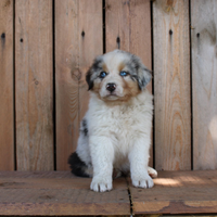 Cuccioli maschi Pastore Australiano