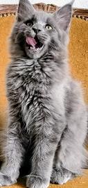 Cucciolo di Maine Coon