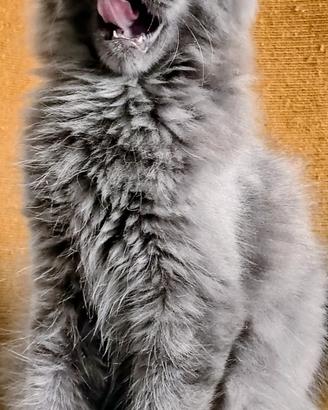 Cucciolo di Maine Coon