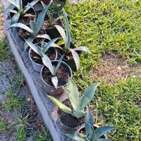piantine Agave 