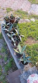 piantine Agave 