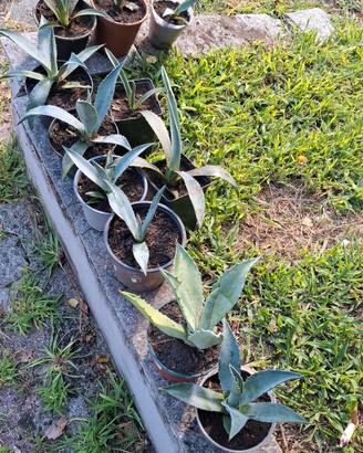 piantine Agave 