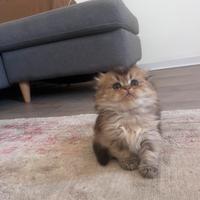 Gattino Scottish fold (oro nero)