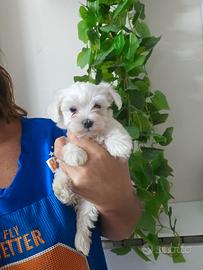Maltese coreano