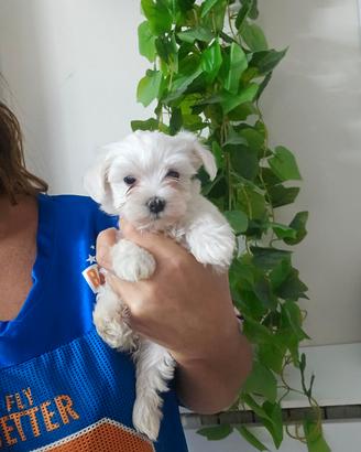 Maltese coreano