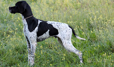 Pointer Inglese pronta caccia