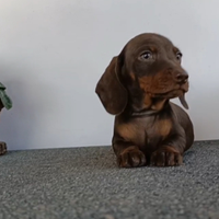 Bassotto maschio Pedigree disponibile