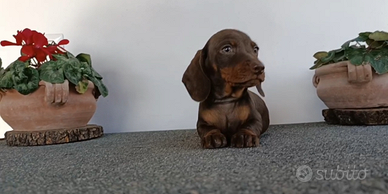 Bassotto maschio Pedigree disponibile