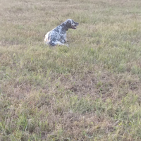 Setter inglese