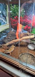 Geco leopardino