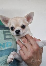 Chihuahua pelo corto maschio 12 mesi pedigree