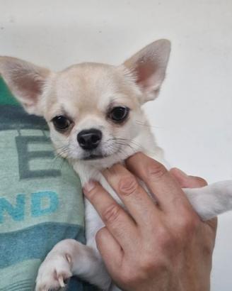 Chihuahua pelo corto maschio 12 mesi pedigree