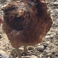 Araucana