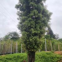 leccio albero pianta (quercus hilex) esemplare alt