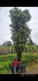 leccio albero pianta (quercus hilex) esemplare alt