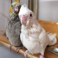 Calopsite allevate a mano