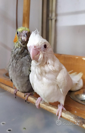 Calopsite allevate a mano