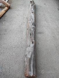 tronco ginepro 130 centimetri