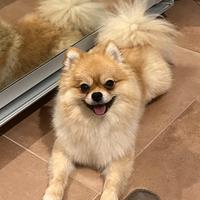 Fidanzata per Brando