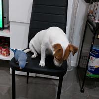 Pulli allevati a mano di Pappagalli