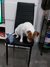 Pulli allevati a mano di Pappagalli