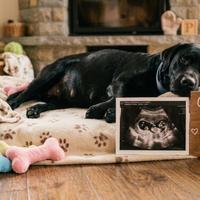 Cuccioli di Labrador con Pedygree