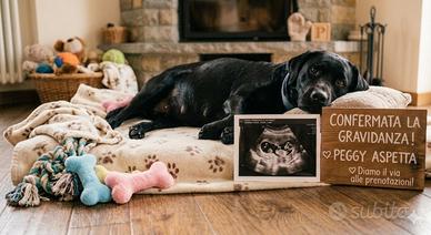 Cuccioli di Labrador con Pedygree
