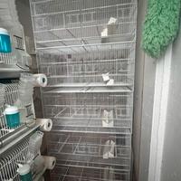 Gabbie voliere da 90 Marca Domus Molinari