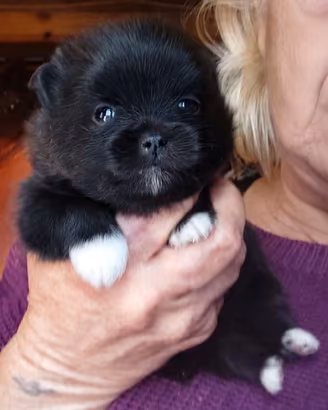 Cuccioli di spitz nano pomerania 