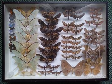 collezione farfalle mix