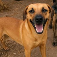 Cane meticcio adulto in adozione