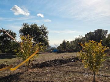 Rustico con terreno