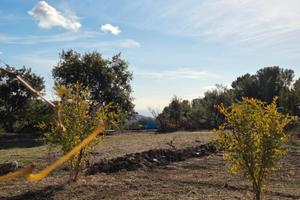 Rustico con terreno
