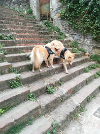 Maggie e Rex: dolcezza in adozione