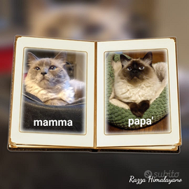 Gatti razza Himalayana