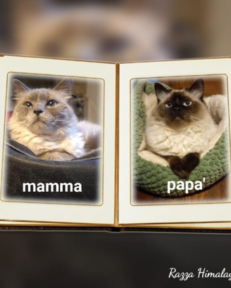 Gatti razza Himalayana