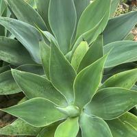 Pianta Agave Attenuata