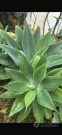Pianta Agave Attenuata