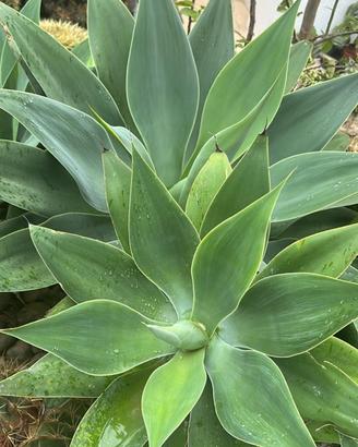Pianta Agave Attenuata
