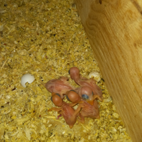 Disponibili pulli di parrocchetti dal collare