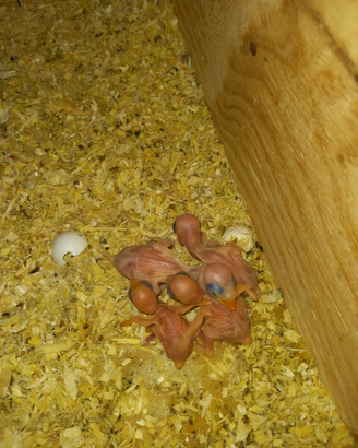 Disponibili pulli di parrocchetti dal collare