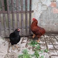Coppia Olive Egger