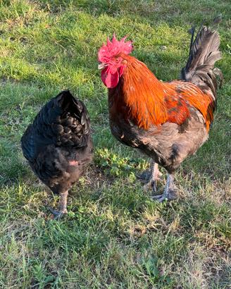 Marans linea francese