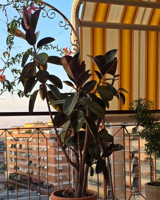 Pianta di Ficus Elastica da 195 cm