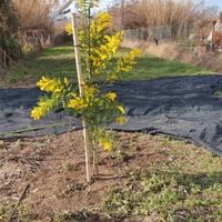 Terreno e roulotte a Massarosa